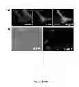 Fig. 07 - INDUCTION OF HUMAN EMBRYONIC STEM CELL DERIVED CARDIAC PACEMAKER OR CHAMBER-TYPE CARDIOMYOCYTES BY MANIPULATION OF NEUREGULIN SIGNALING