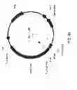 Fig. 11 - EXPRESSION IN INSECT CELLS OF GENES WITH OVERLAPPING OPEN READING FRAMES, METHODS AND COMPOSITIONS THEREFOR