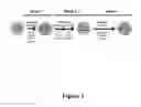 Fig. 02 - Methods for producing insulin-secreting beta cells from human pluripotent stem cells