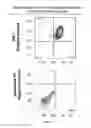 Fig. 09 - Methods for producing insulin-secreting beta cells from human pluripotent stem cells