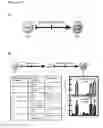 Fig. 03 - Isolated human lung progenitor cells and uses thereof