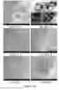 Fig. 20 - THREE-DIMENSIONAL NANOSTRUCTURED HYBRID SCAFFOLD AND MANUFACTURE THEREOF