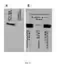 Fig. 61 - Synthetic gene clusters