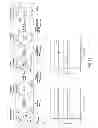 Fig. 83 - Synthetic gene clusters