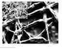 Fig. 01 - DISSOLVABLE FIBROUS WEB STRUCTURE ARTICLE COMPRISING ACTIVE AGENTS