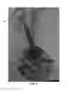 Fig. 11 - Toy doll with movable portion