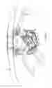 Fig. 05 - Speed control assembly for a self-propelled walk behind lawn mower