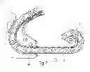 Fig. 05 - Anti-backbend chain