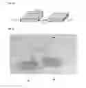 Fig. 03 - Systems and methods for high efficiency electronic sequencing and detection