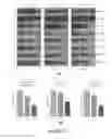 Fig. 12 - Saliva collection, processing, stabilization, and storage method