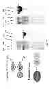 Fig. 28 - AFFINITY TAGS, AND RELATED AFFINITY LIGANDS, ENGINEERED PROTEINS, MODIFIED SUPPORTS, COMPOSITIONS, METHODS AND SYSTEMS