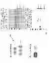 Fig. 35 - AFFINITY TAGS, AND RELATED AFFINITY LIGANDS, ENGINEERED PROTEINS, MODIFIED SUPPORTS, COMPOSITIONS, METHODS AND SYSTEMS