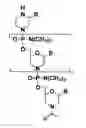 Fig. 01 - COMPOSITIONS FOR TREATING MUSCULAR DYSTROPHY