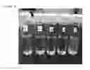 Fig. 02 - INJECTABLE COMPOSITION CONTAINING PHOSPHATIDYLCHOLINE DEVOID OF SODIUM DEOXYCHOLATE AND PREPARING METHOD THEREOF
