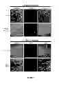 Fig. 10 - PHYTOPHTHORA PHOSPHOLIPASE C