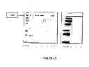 Fig. 16 - PHYTOPHTHORA PHOSPHOLIPASE C