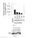 Fig. 08 - Pharmaceutical composition comprising anti-miRNA antisense oligonucleotides