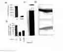 Fig. 13 - Pharmaceutical composition comprising anti-miRNA antisense oligonucleotides