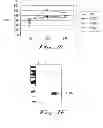 Fig. 03 - Compositions and methods for the intracellular disruption of VEGF and VEGFR-2 by intraceptors