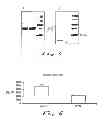 Fig. 05 - Compositions and methods for the intracellular disruption of VEGF and VEGFR-2 by intraceptors