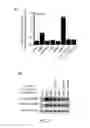 Fig. 05 - CYCLIC DI-NUCLEOTIDE INDUCTION OF TYPE I INTERFERON