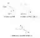 Fig. 01 - Predictive marker of DNMT1 inhibitor therapeutic efficacy and methods of using the marker