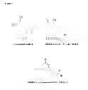 Fig. 02 - Predictive marker of DNMT1 inhibitor therapeutic efficacy and methods of using the marker