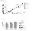 Fig. 03 - Predictive marker of DNMT1 inhibitor therapeutic efficacy and methods of using the marker