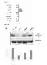 Fig. 04 - Predictive marker of DNMT1 inhibitor therapeutic efficacy and methods of using the marker