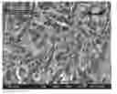 Fig. 01 - Porous tissue scaffolds
