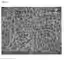 Fig. 14 - Porous tissue scaffolds