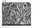 Fig. 27 - Porous tissue scaffolds