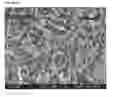 Fig. 28 - Porous tissue scaffolds