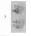 Fig. 06 - Tissue specific expression of antibodies in chickens