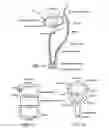 Fig. 08 - Method for detecting body parameters