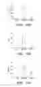 Fig. 23 - Compositions and methods for controlling neuronal excitation