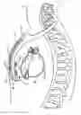 Fig. 01 - Multi-mode implantable medical device