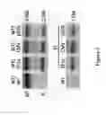 Fig. 05 - Sequence of porcine ROSA26 locus and methods of using the same
