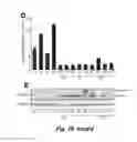 Fig. 22 - Transgenic plants comprising a mutant phytochrome and showing altered photomorphogenesis
