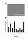 Fig. 26 - Transgenic plants comprising a mutant phytochrome and showing altered photomorphogenesis