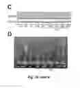 Fig. 27 - Transgenic plants comprising a mutant phytochrome and showing altered photomorphogenesis