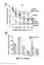 Fig. 29 - Transgenic plants comprising a mutant phytochrome and showing altered photomorphogenesis