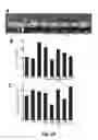 Fig. 32 - Transgenic plants comprising a mutant phytochrome and showing altered photomorphogenesis
