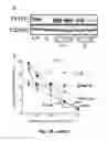 Fig. 34 - Transgenic plants comprising a mutant phytochrome and showing altered photomorphogenesis