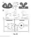 Fig. 35 - Transgenic plants comprising a mutant phytochrome and showing altered photomorphogenesis