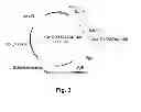 Fig. 04 - Polypeptides having beta-glucosidase activity and polynucleotides encoding same