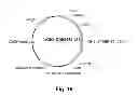 Fig. 20 - Polypeptides having beta-glucosidase activity and polynucleotides encoding same