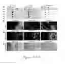 Fig. 41 - COMPOSITIONS AND METHODS TO PROTECT CELLS BY BLOCKING ENTRY OF PATHOGEN PROTEINS