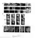 Fig. 43 - COMPOSITIONS AND METHODS TO PROTECT CELLS BY BLOCKING ENTRY OF PATHOGEN PROTEINS