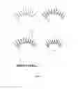 Fig. 02 - FALSE EYELASHES AND MANUFACTURING METHOD THEREFOR